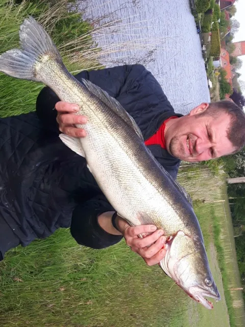 Zander