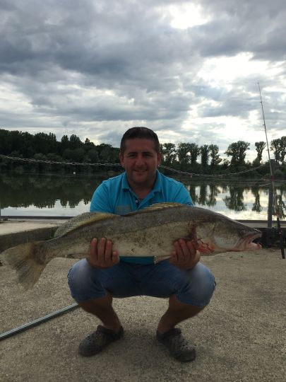 Zander