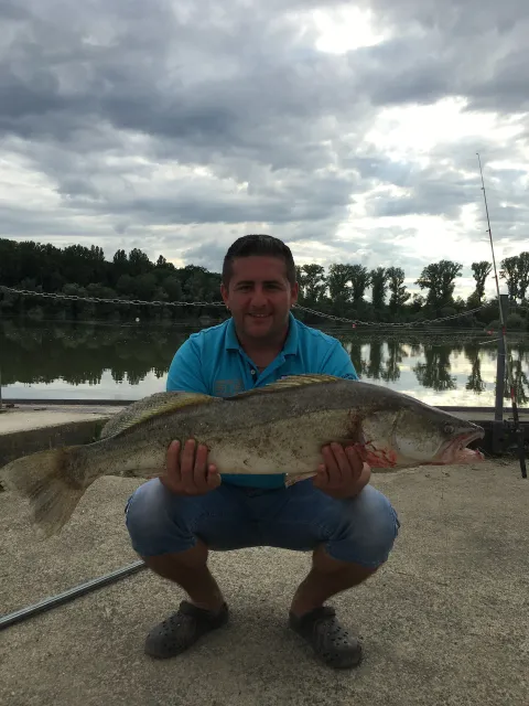 Zander
