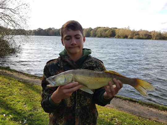 Zander