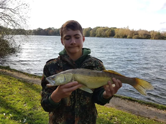 Zander