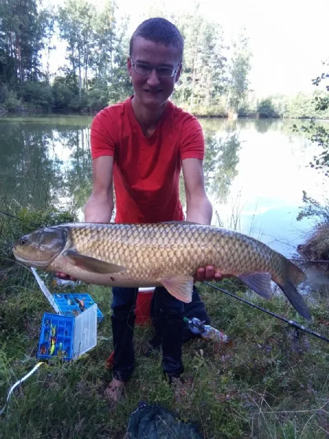 Graskarpfen