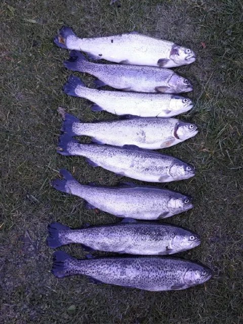 Regenbogenforelle