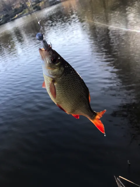 Rotfeder
