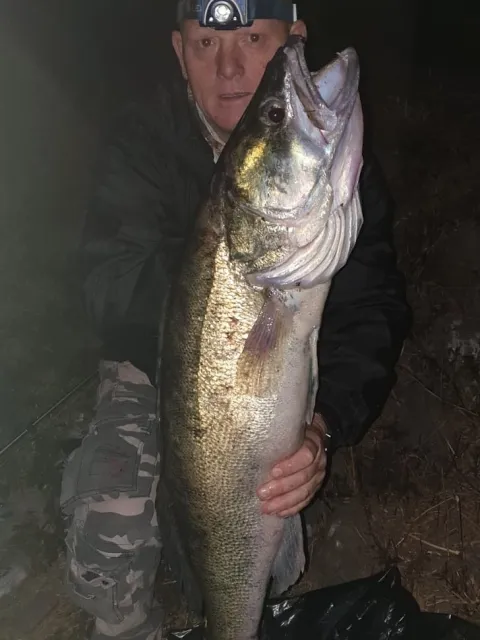 Zander