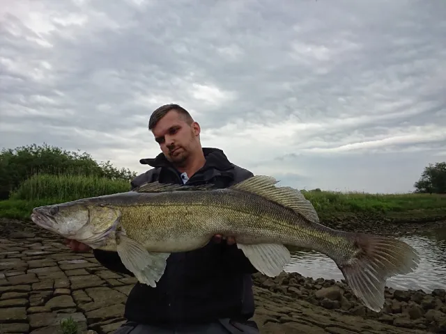 Zander