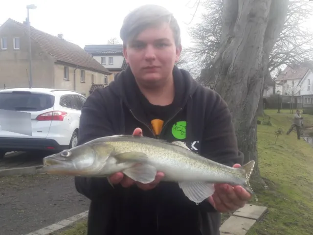 Zander