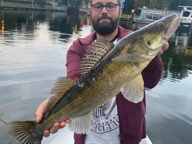 Zander
