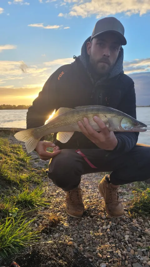 Zander