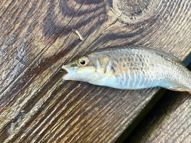 Lippfisch