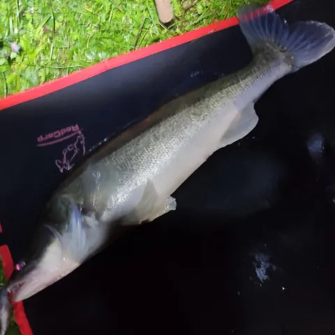 Zander