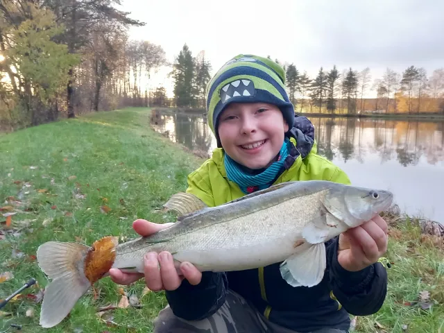 Zander