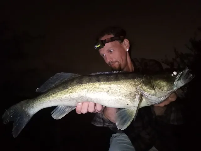 Zander