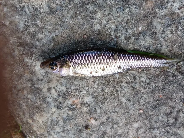 Blaubandbärbling