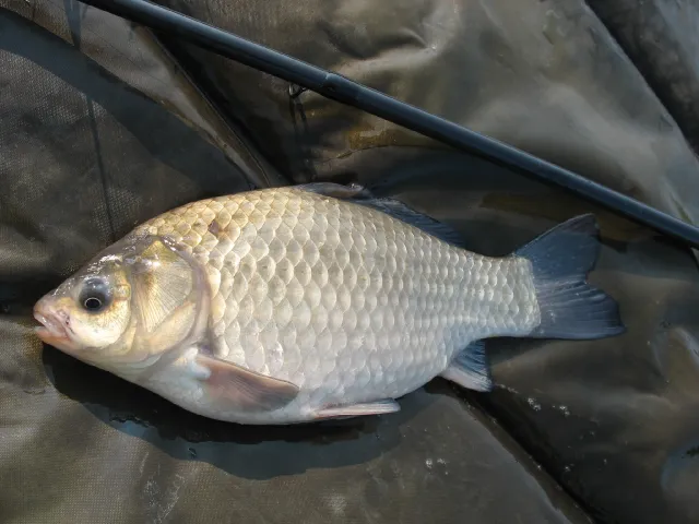 Giebel
