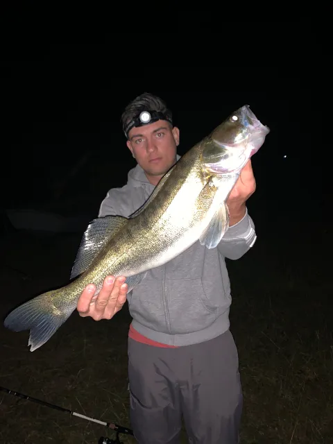Zander