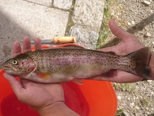 Regenbogenforelle