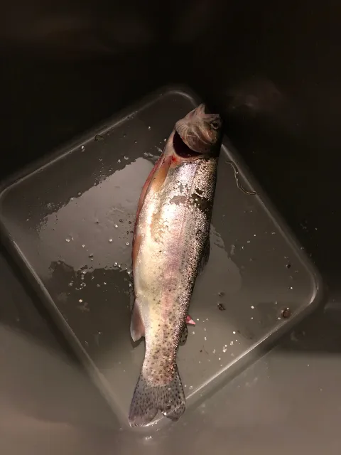 Regenbogenforelle
