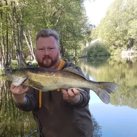 Zander