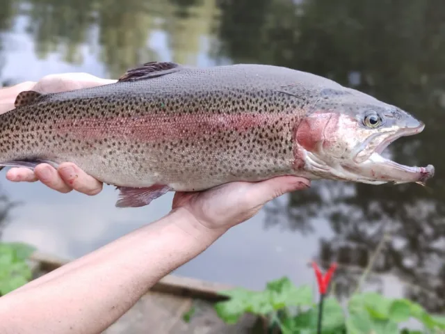 Regenbogenforelle