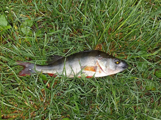 Flussbarsch