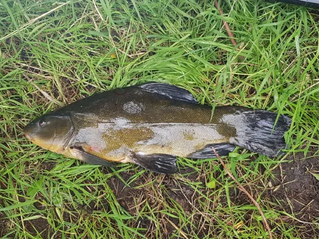 Schleie