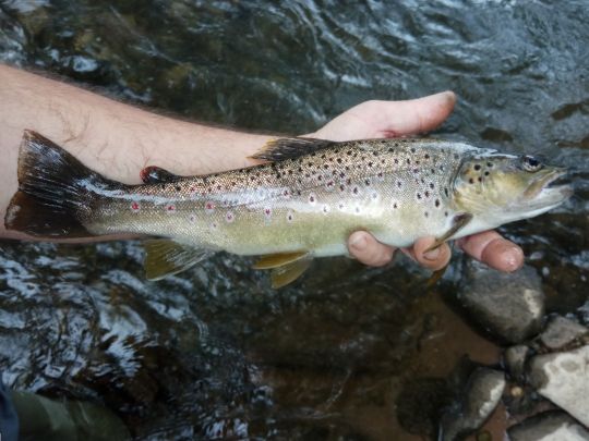 Bachforelle