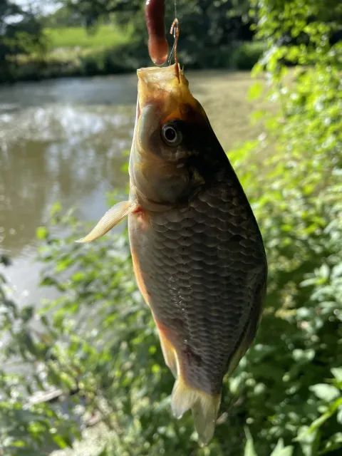 Giebel