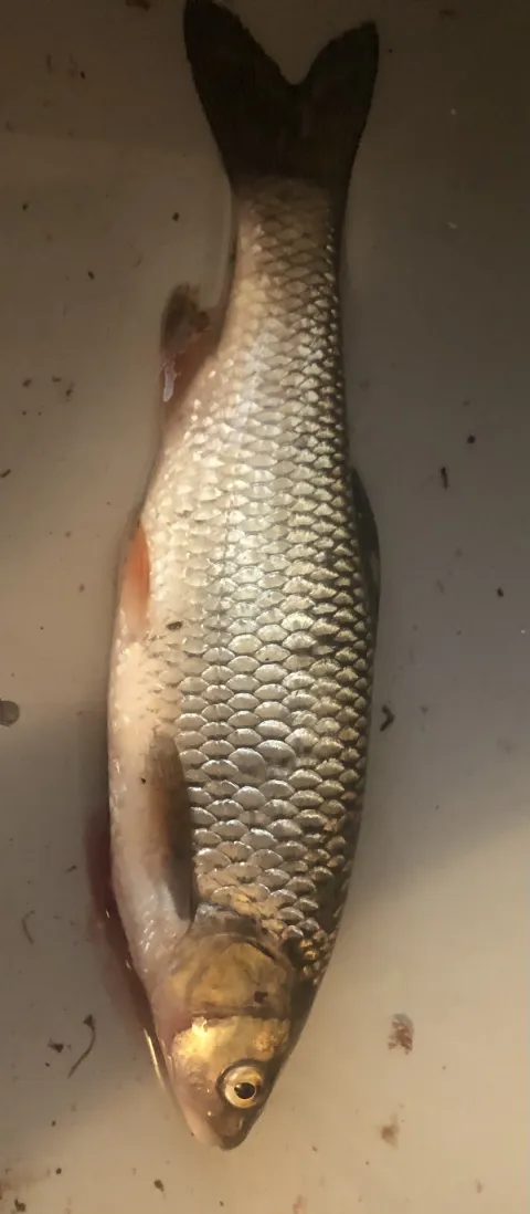 Döbel