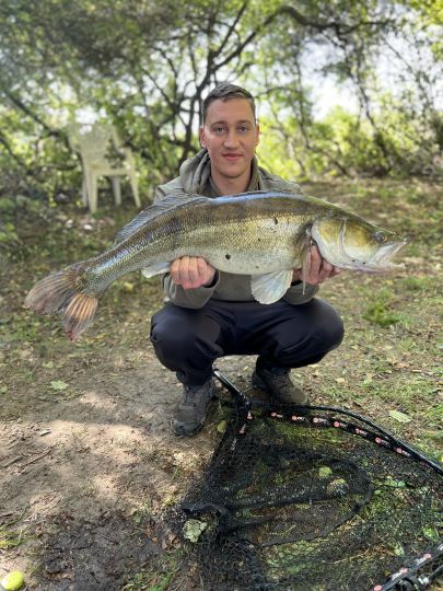 Zander