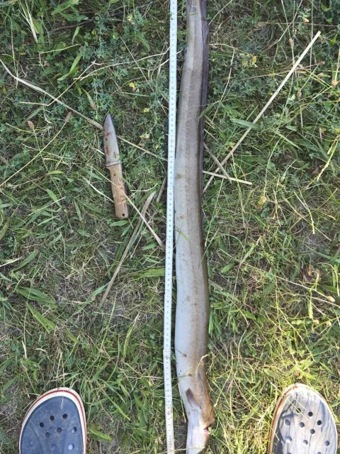Aal