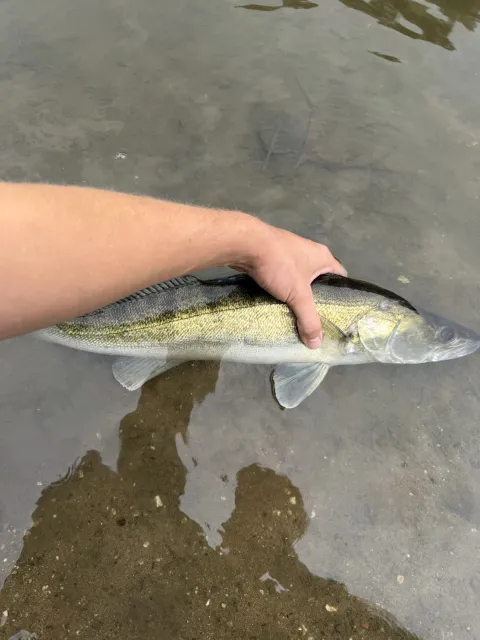 Zander