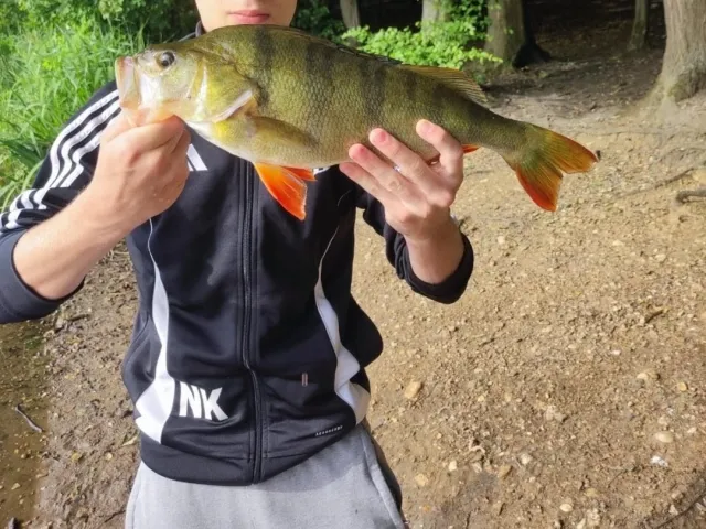 Flussbarsch