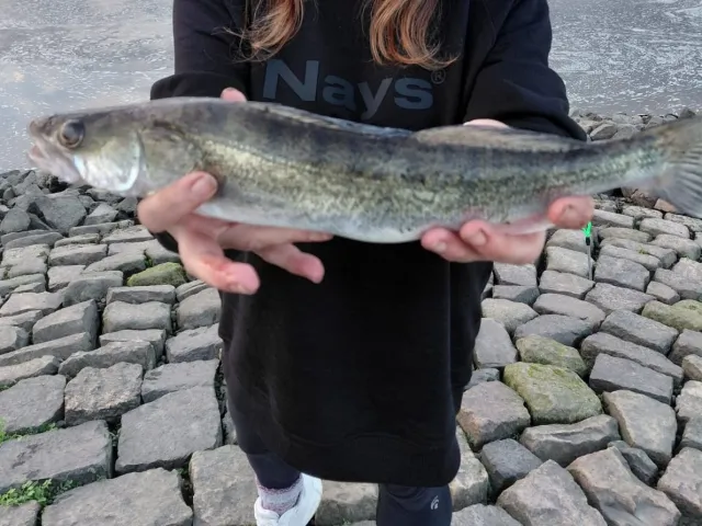 Zander