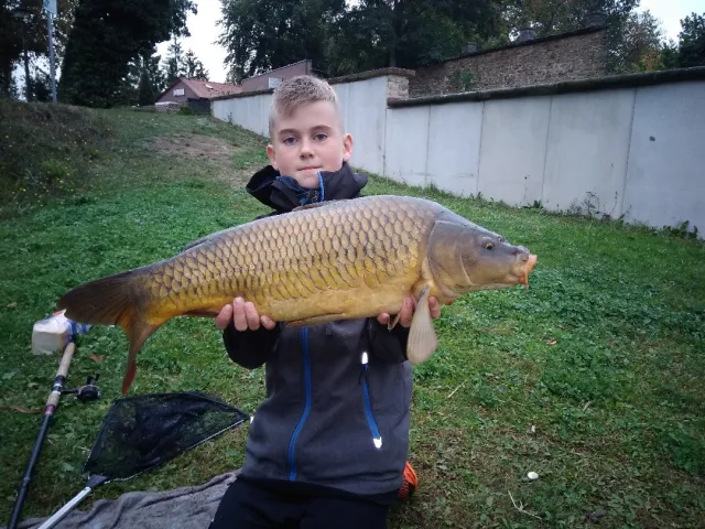 Karpfen