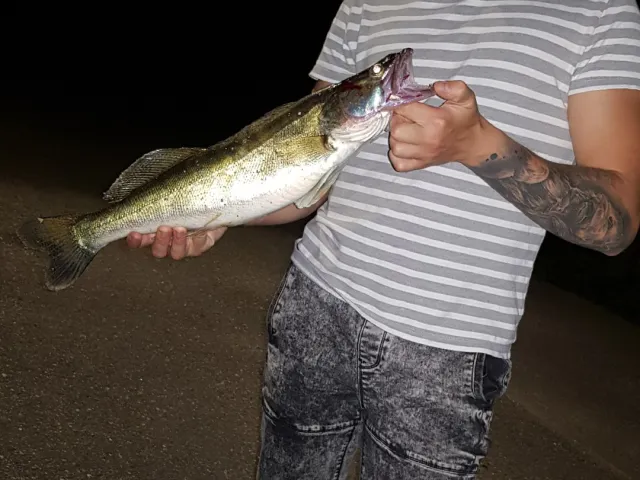 Zander