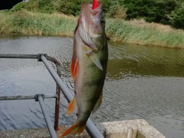 Flussbarsch