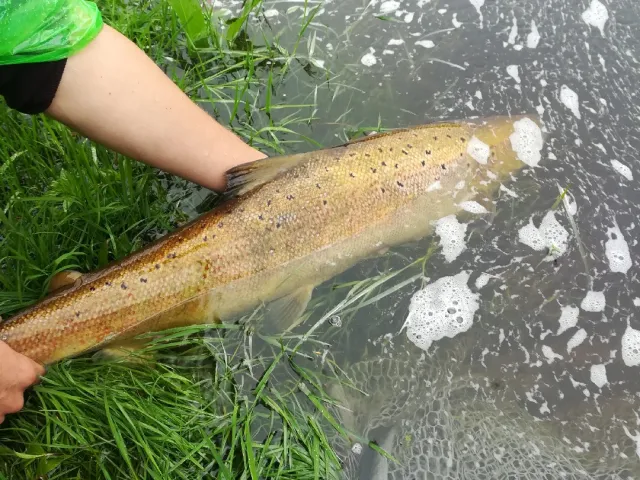 Lachs