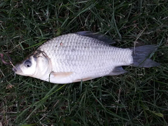 Giebel
