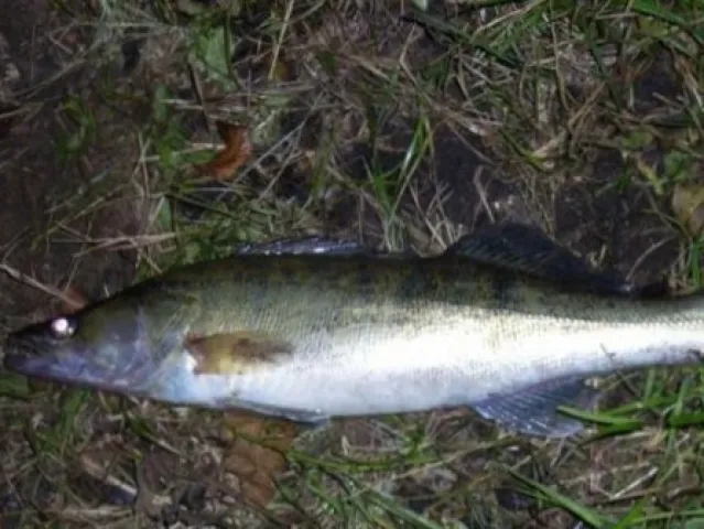 Zander