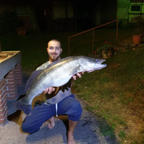 Zander