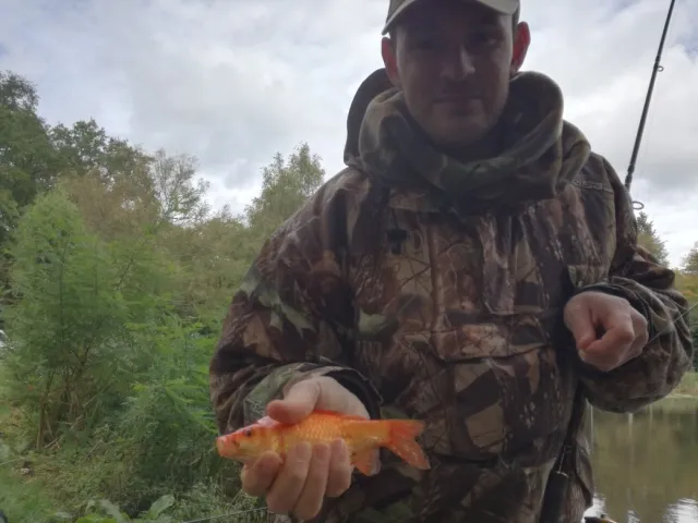 Goldfisch