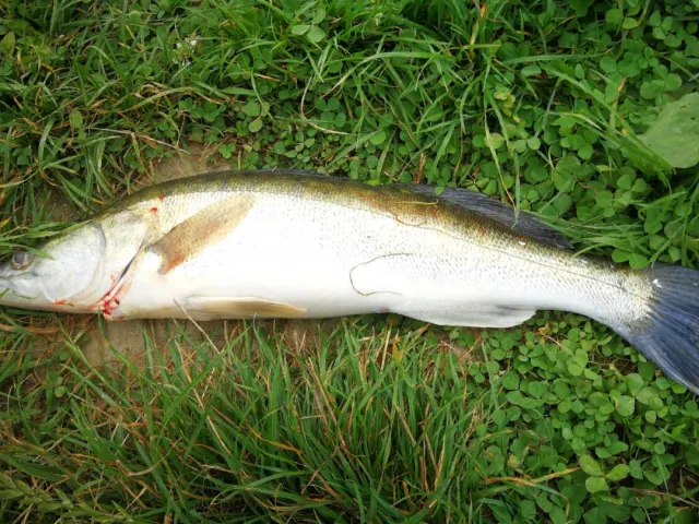 Zander