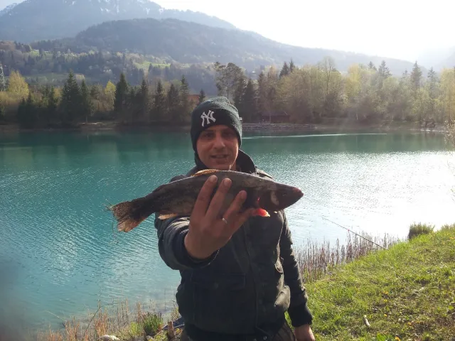 Bachforelle