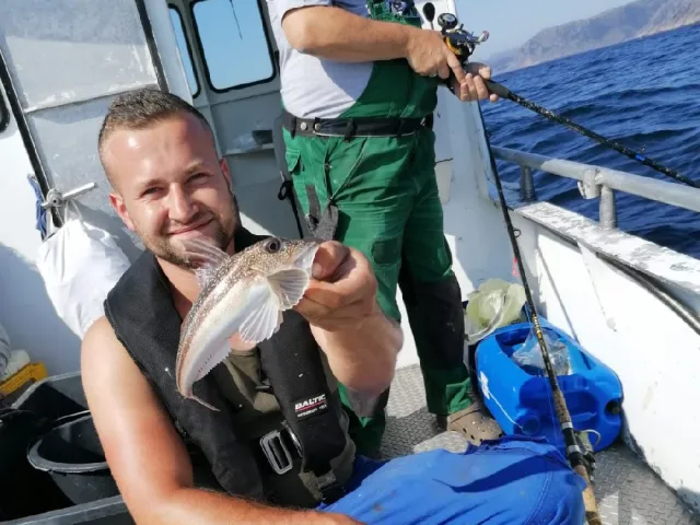 Knurrhahn (Grauer)