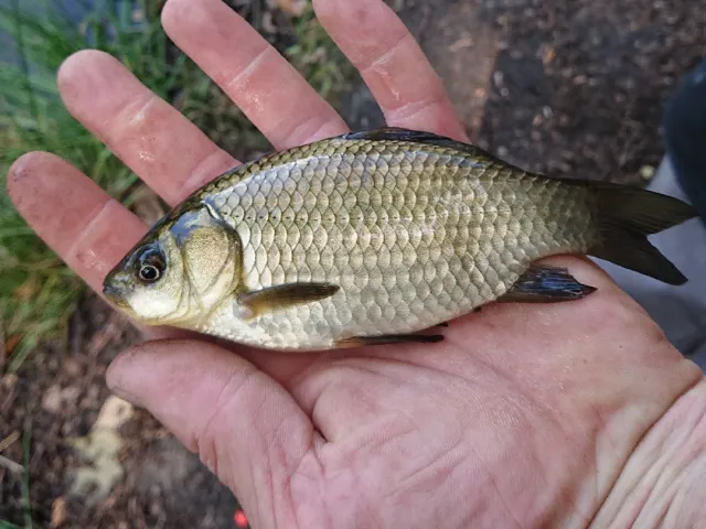 Karausche