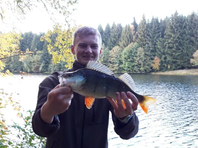 Flussbarsch