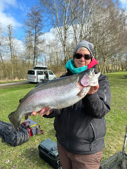 Regenbogenforelle