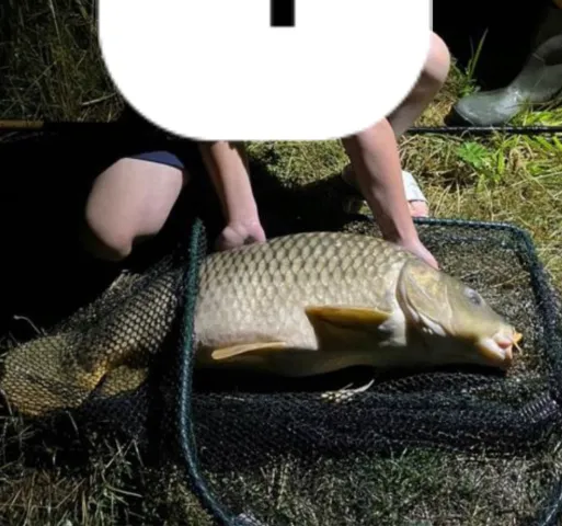 Karpfen