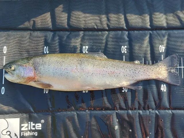 Regenbogenforelle